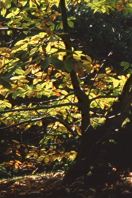 Herbstlicher Blätterwald